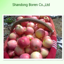 2015 Royal Qinguan Apple import de Chine